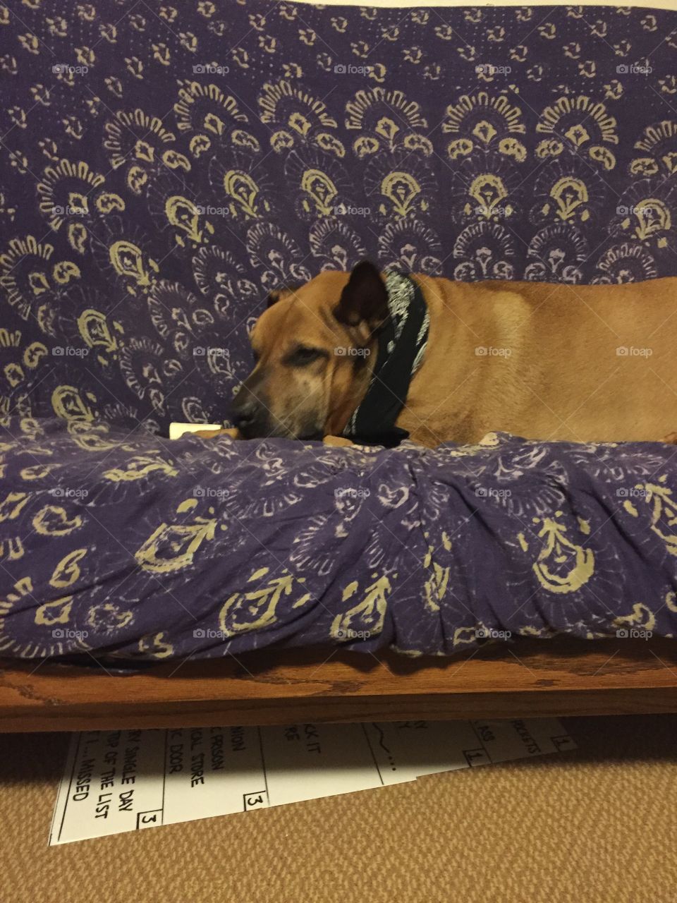 Dog, Mammal, Furniture, No Person, Pillow