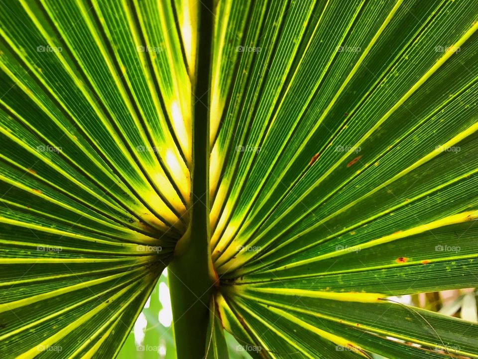 Bold stripes of the sunlit tropical palmetto frond.