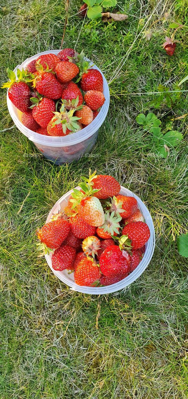 strawberries