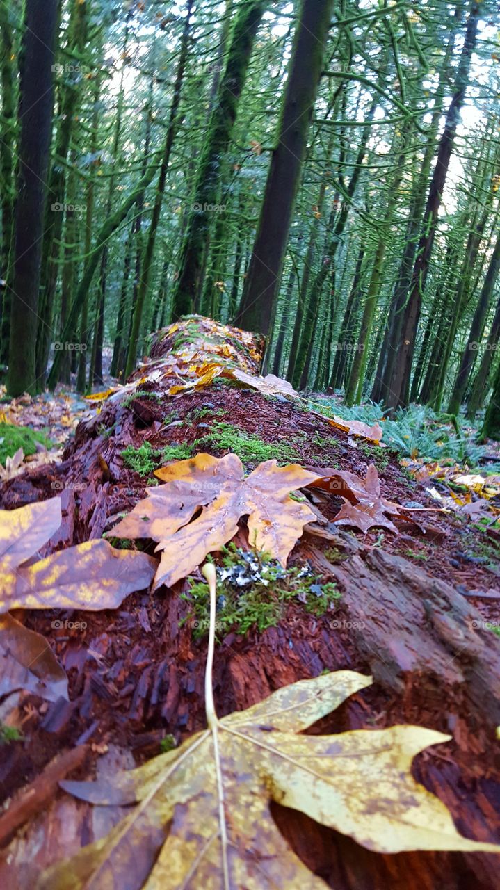 a forest in every season