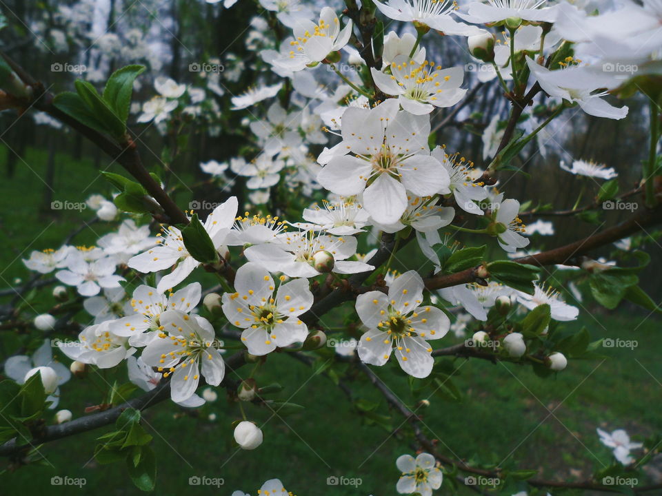 white cherry blossoms, spring 2018