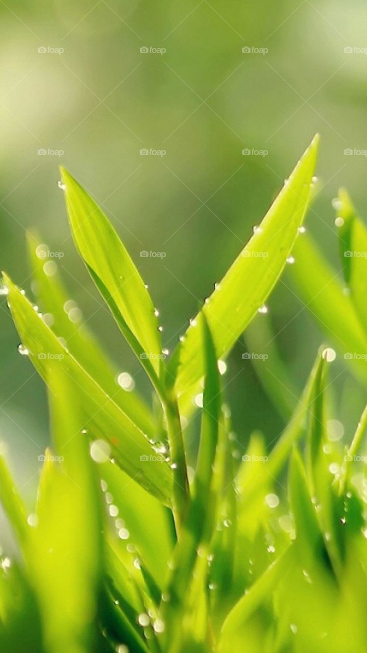 Naturel grass leaf