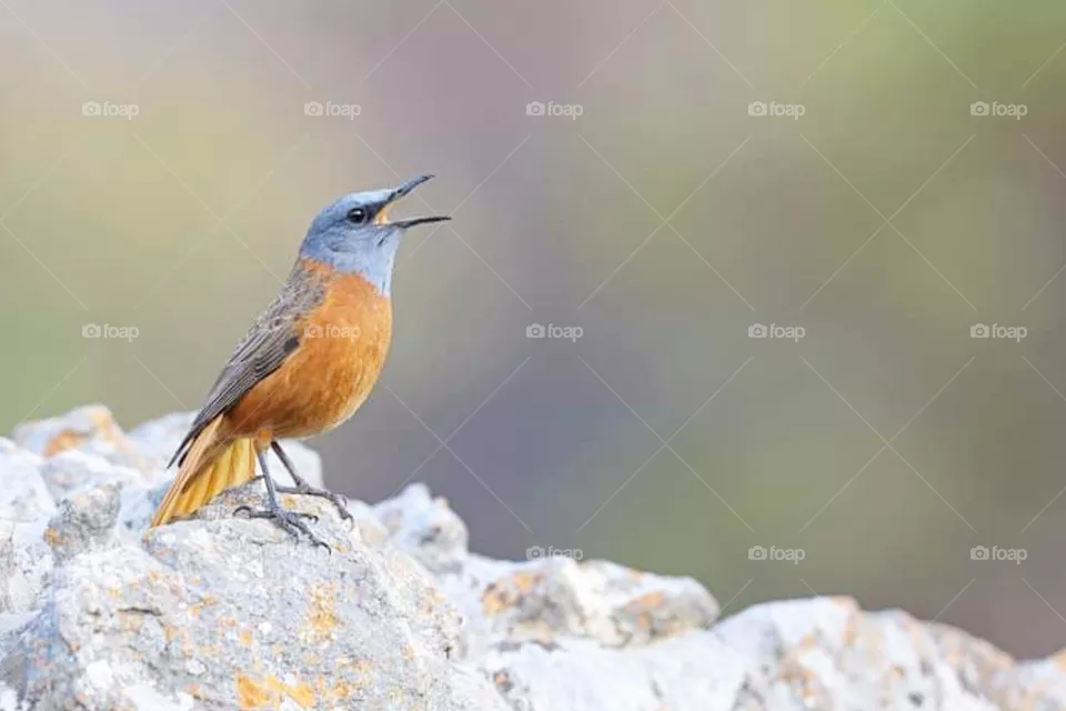 bird
