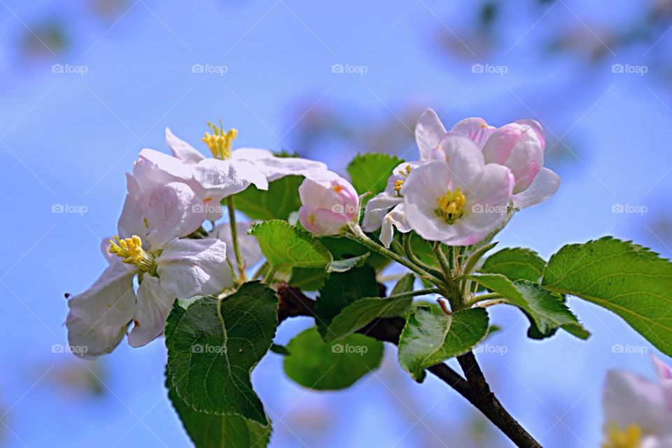 GALHO FLORIDO FLORES MAÇÃ 🍎