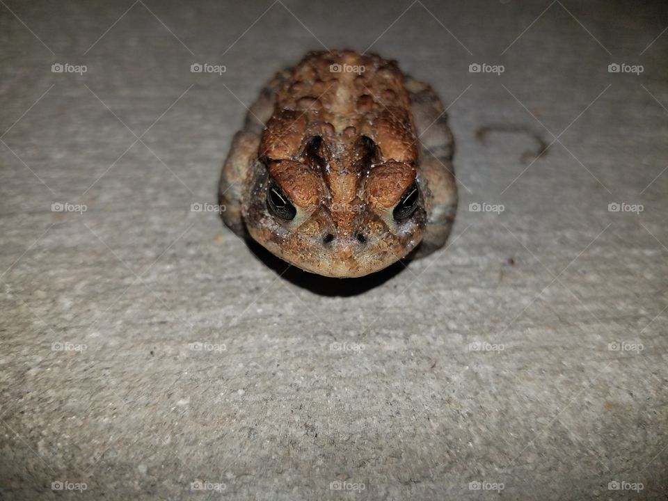 Stare down with this fearsome and ferocious toad! This is how I found them, curled up on their little hands and feets!