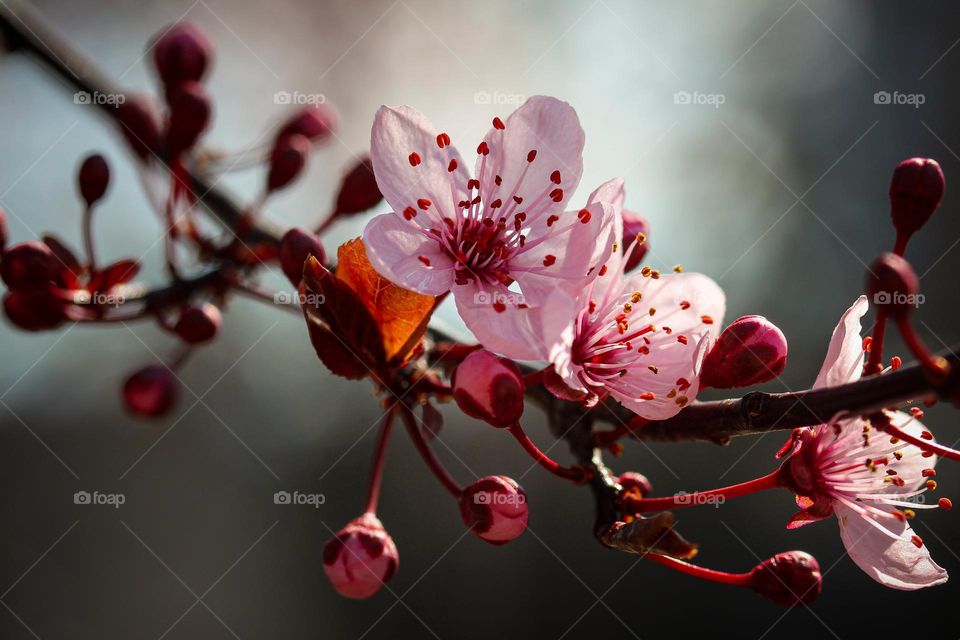 A pink spring flowers