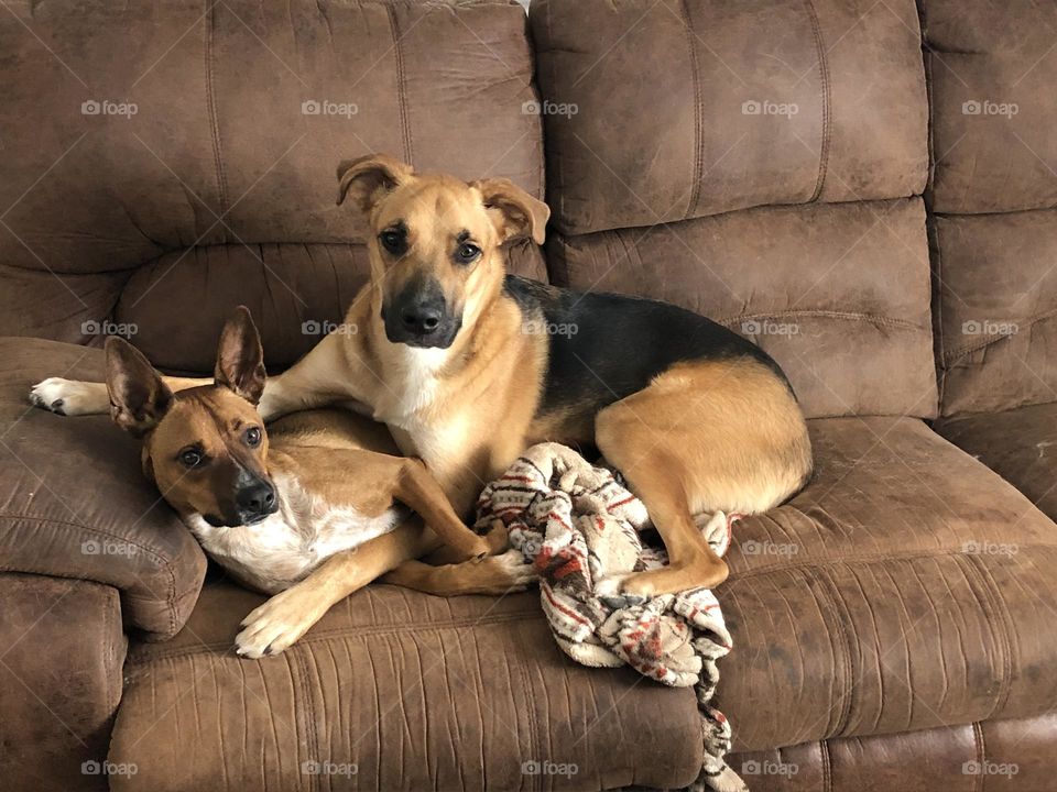 These pups spend all day together wrestling and running and snuggling as friends 