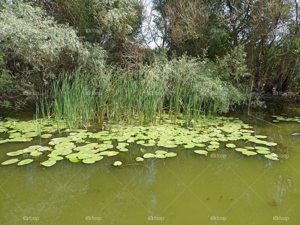 water lillies in Danube Delta