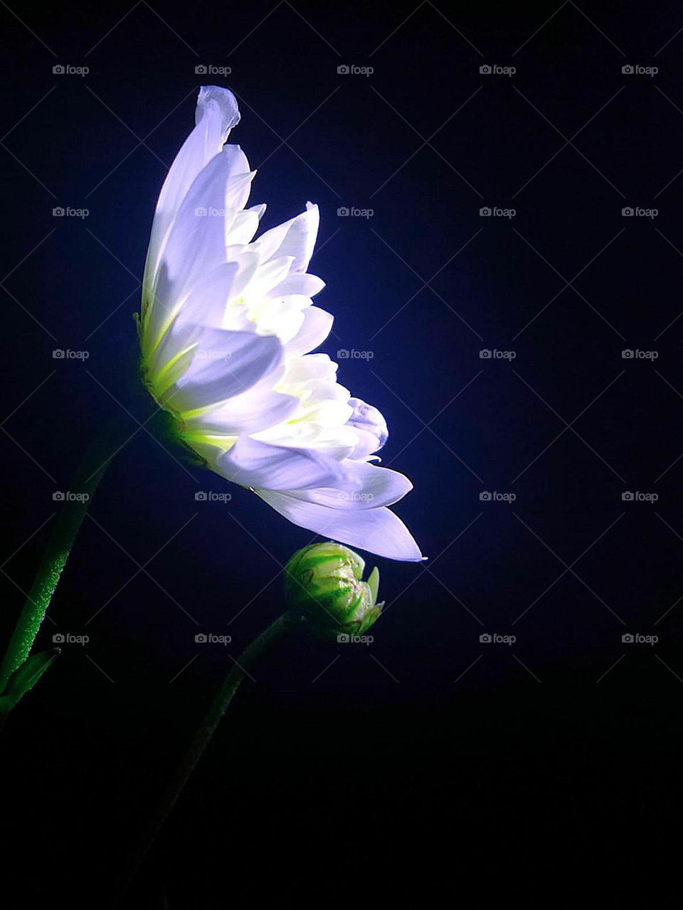 White color.  On a dark blue background, a white flower and bud.  Contrast gives a glow to the white color of the flower