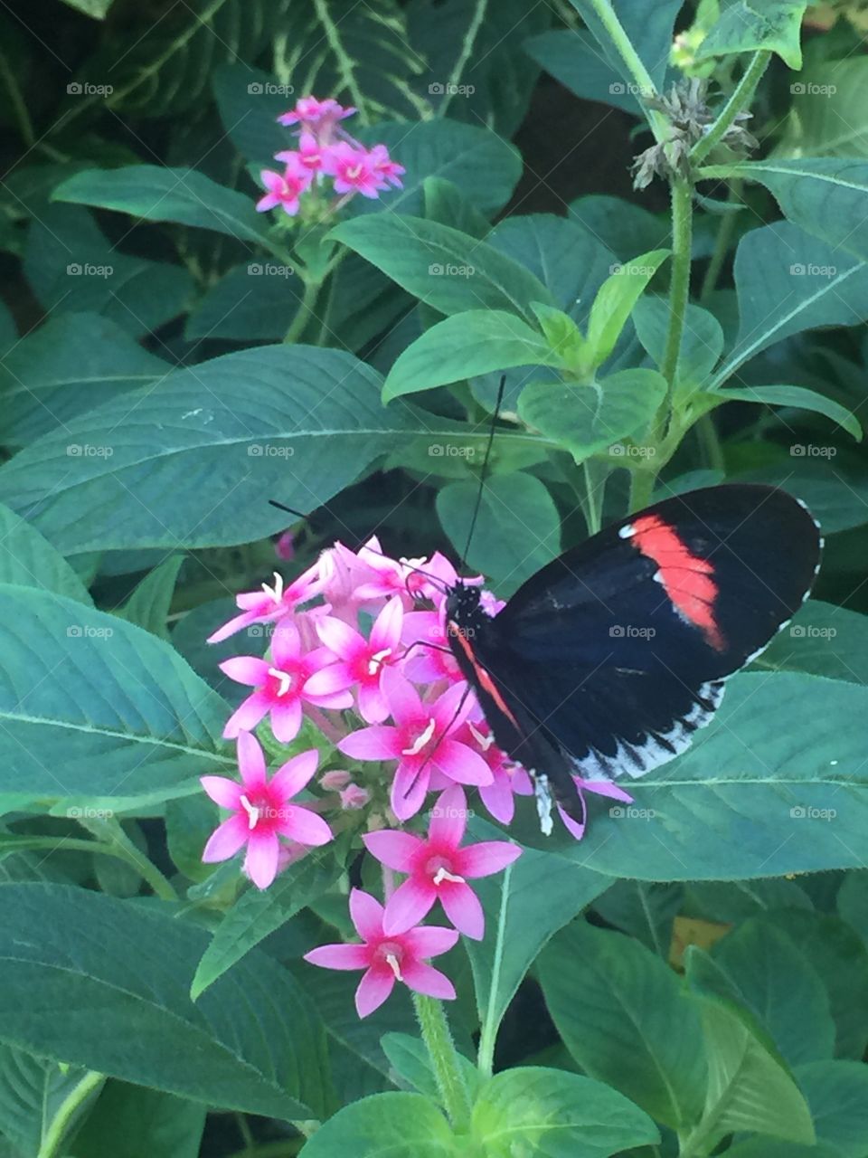 Butterfly on flowers