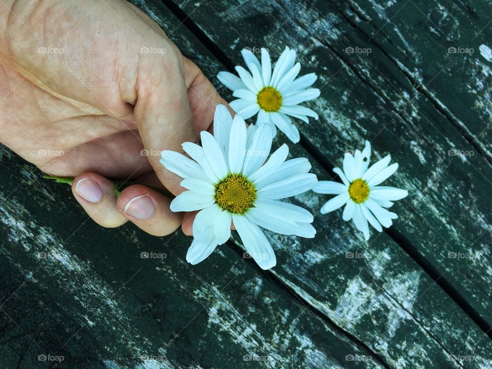 Chamomile flower