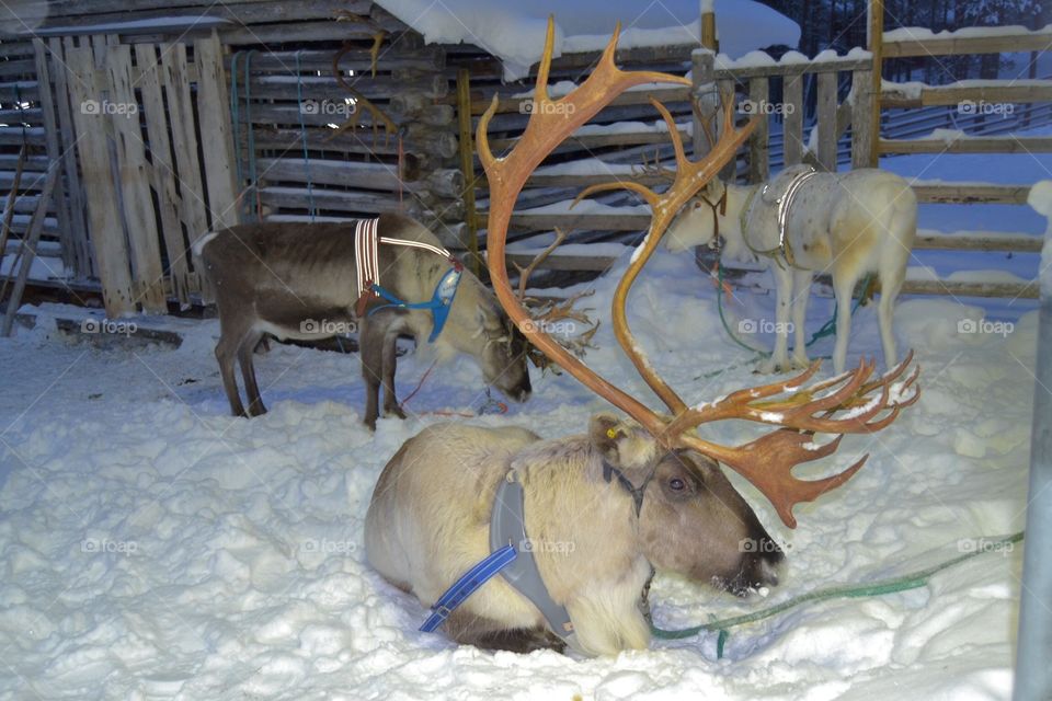 Reindeer. Finland, Lapland. 