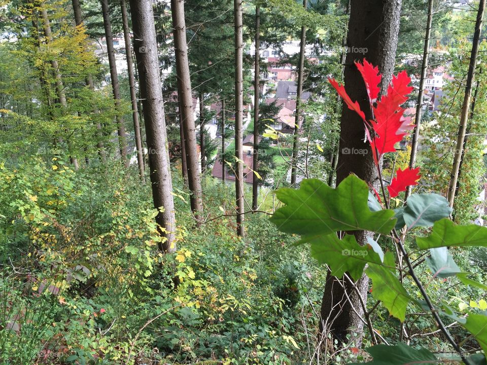 Forest in South Germany