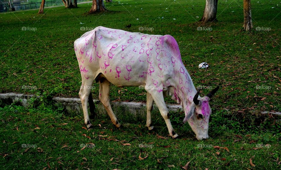The colourful "Holi" cow :)