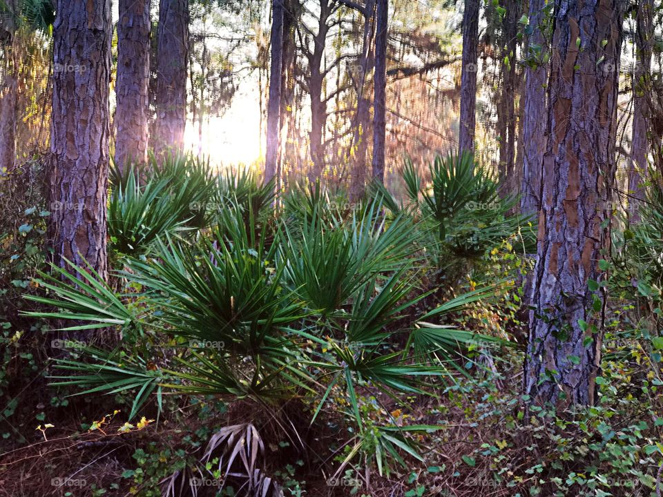 Florida forest 