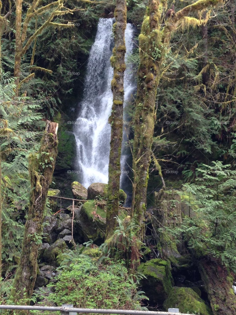 Quinault Waterfall. Roadside waterfall in Quinault 