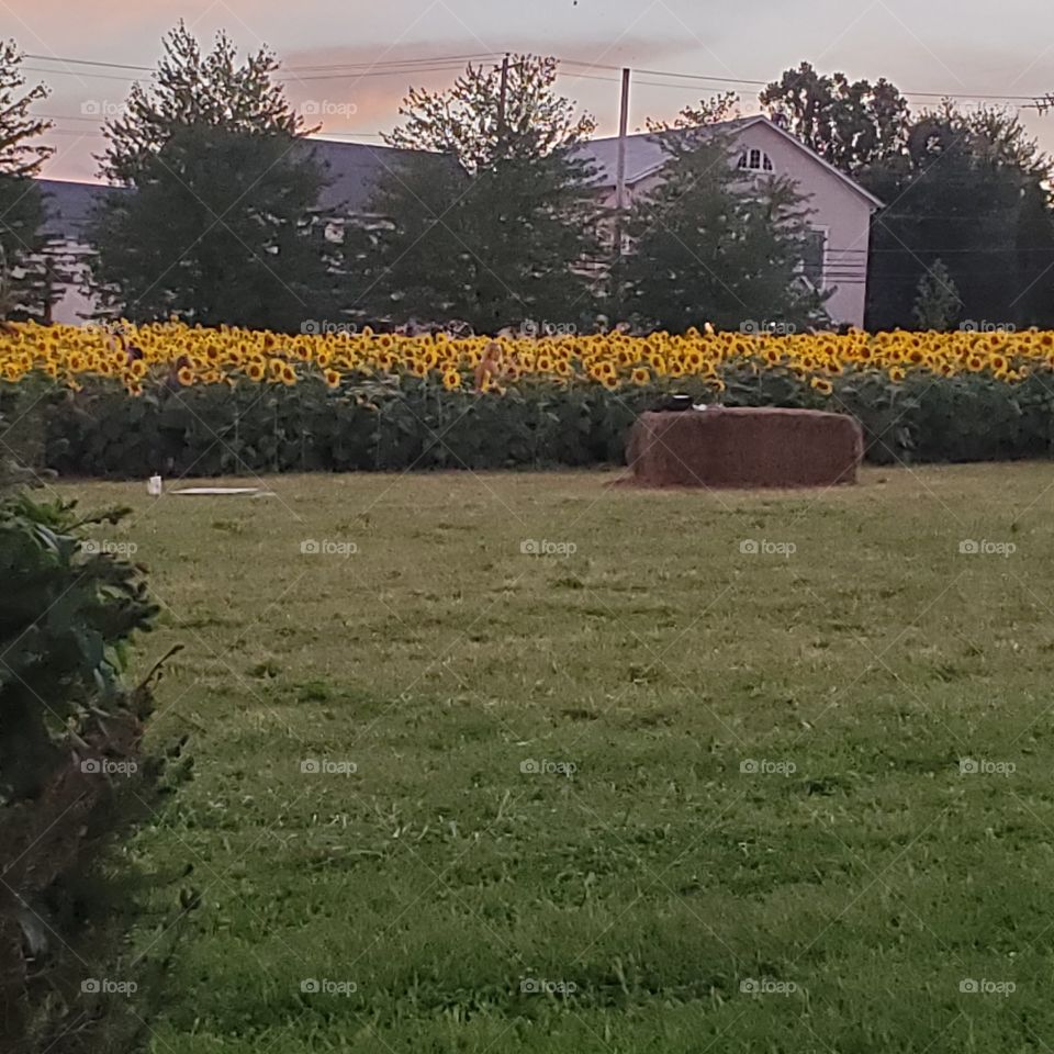 sunflower field