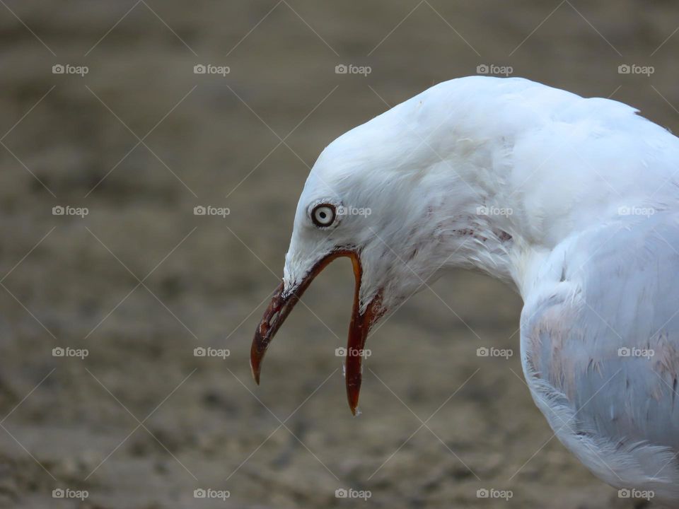 Seagull squawking