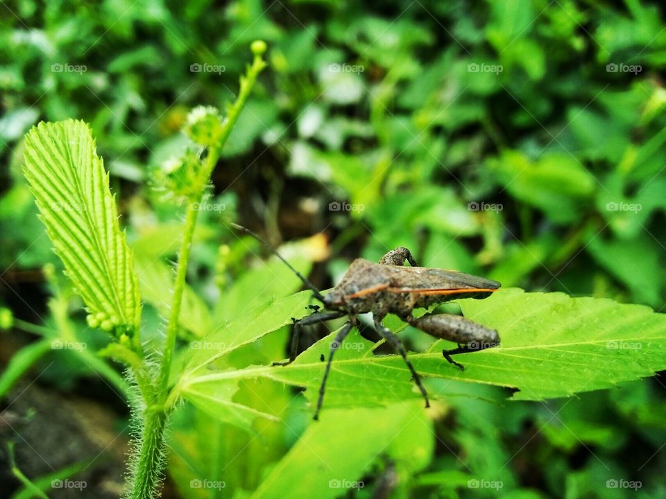 Insect on leaf3