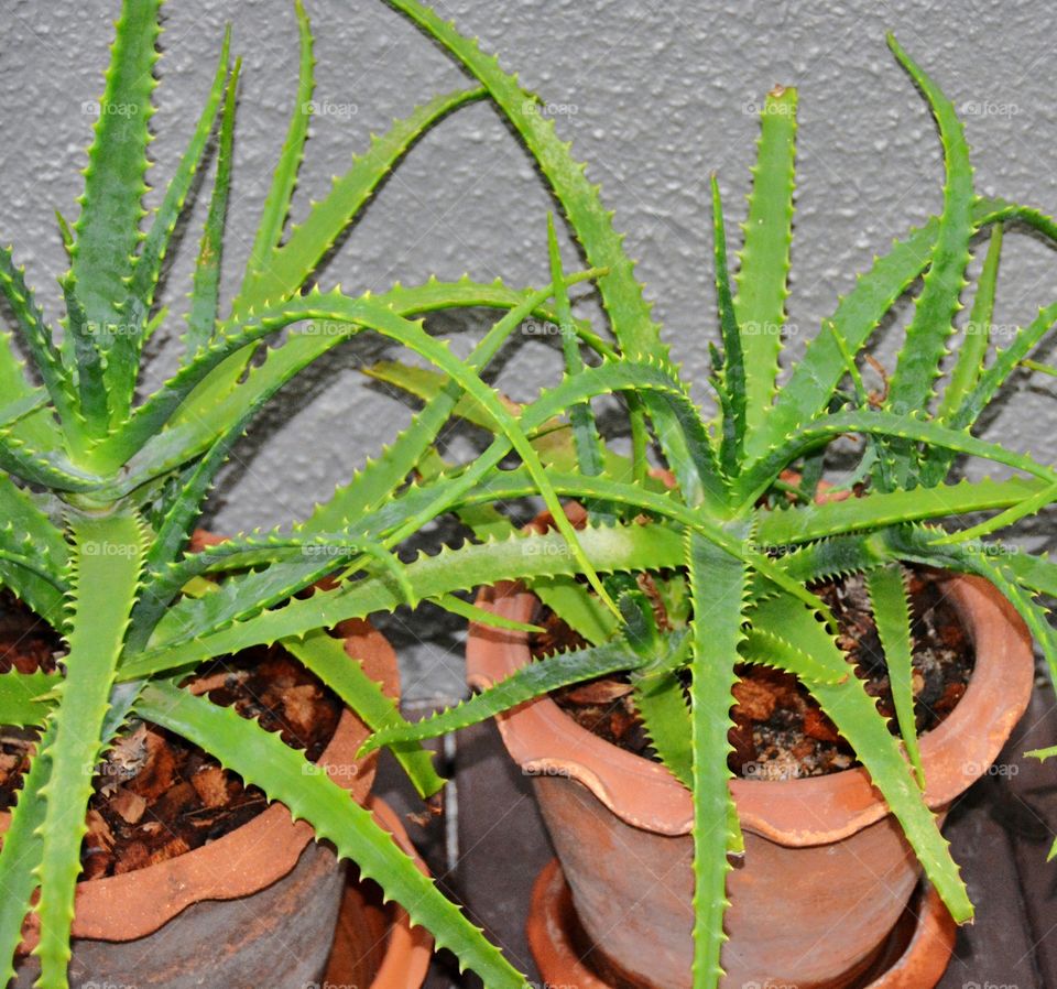 Aloe vera plants in pot