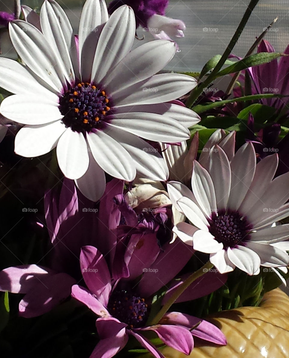 shades of purple daisies
