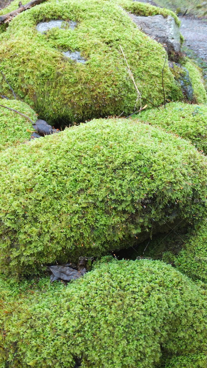 green rock moss round by snappychappie
