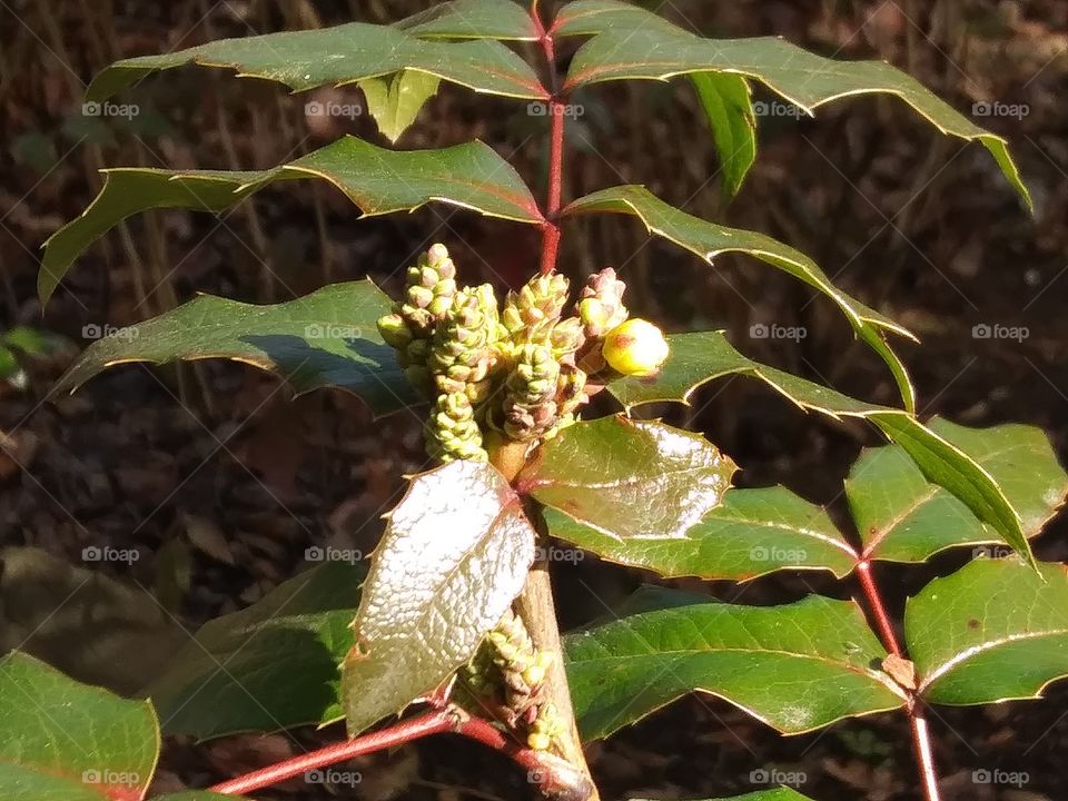 Oregon Grape flower