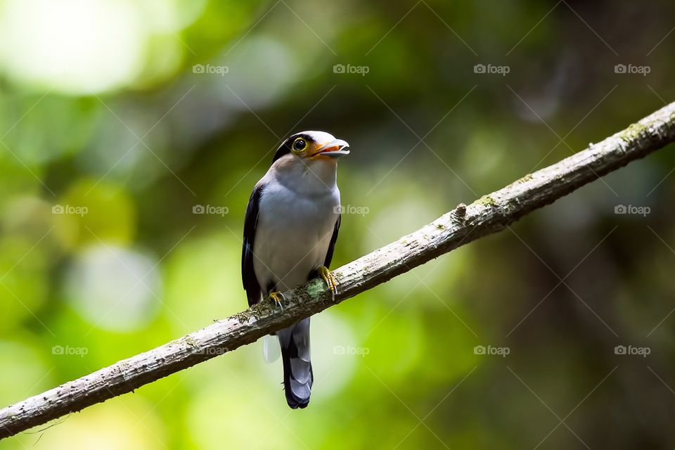 Silver-breasted Broadbill 
