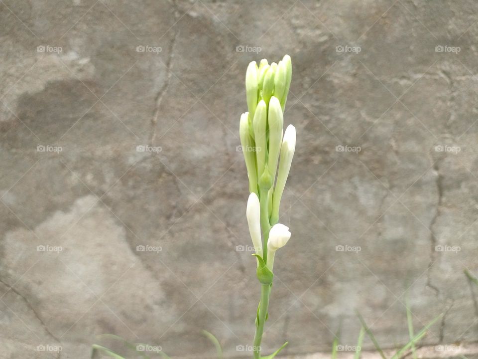 it about to bloom i am growing beautiful flower