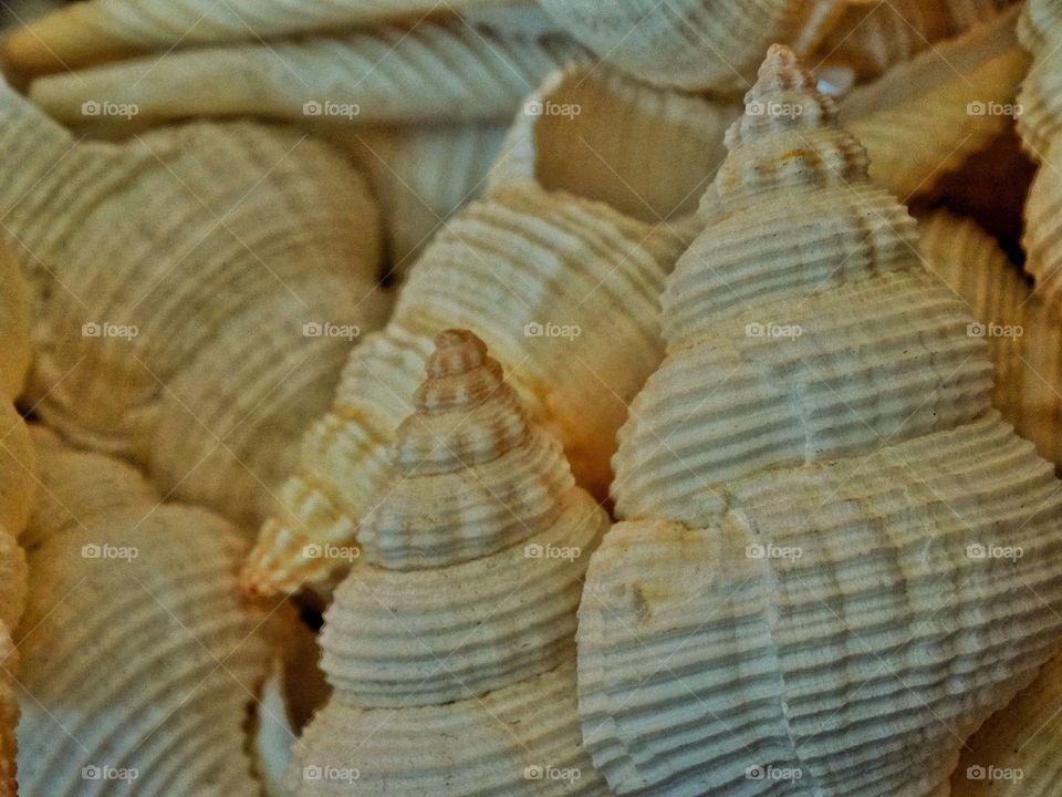 Delicate Shells
