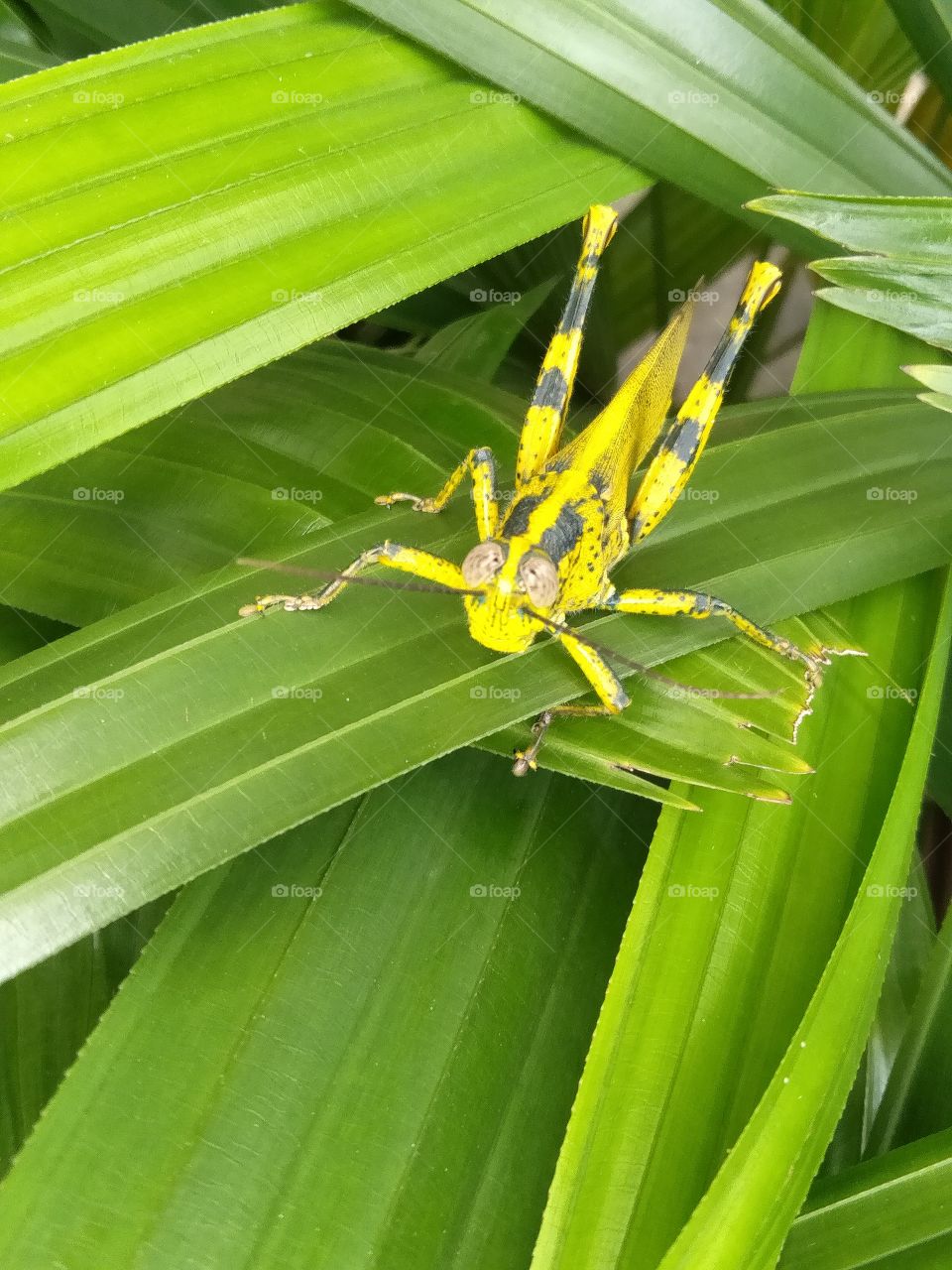 The front of the grasshopper.