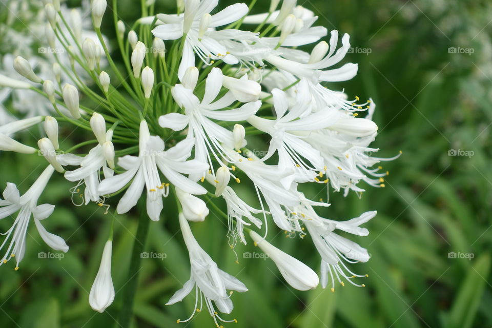 White agapanthus 