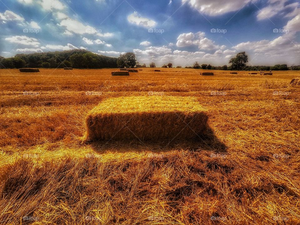 Hay bales . Harvest 