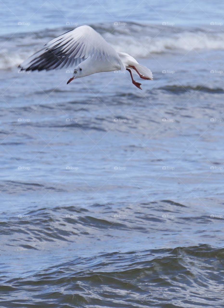 Seagull looking for fish 