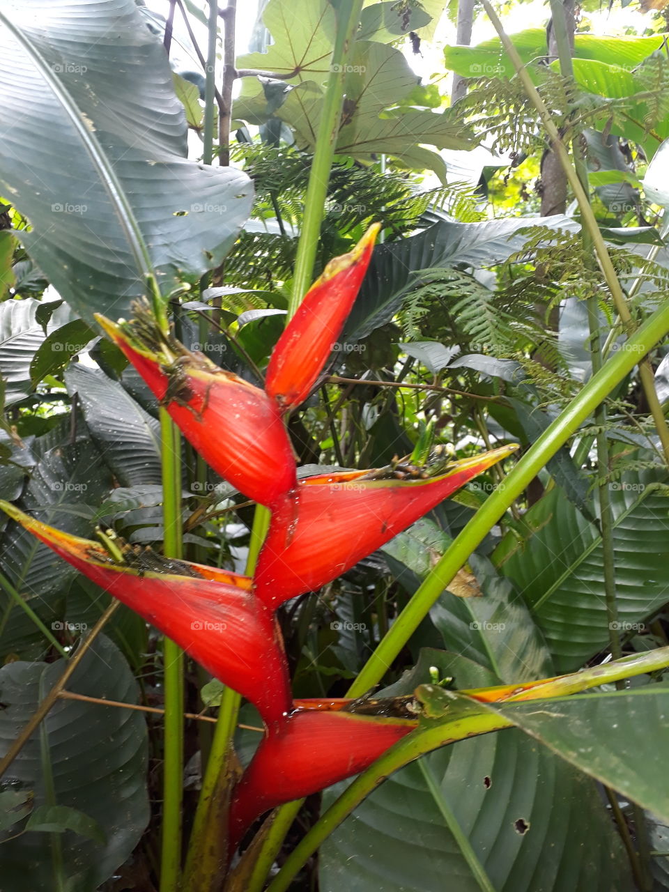 sorpresa selvatica que muestra su belleza en la flora peruana
