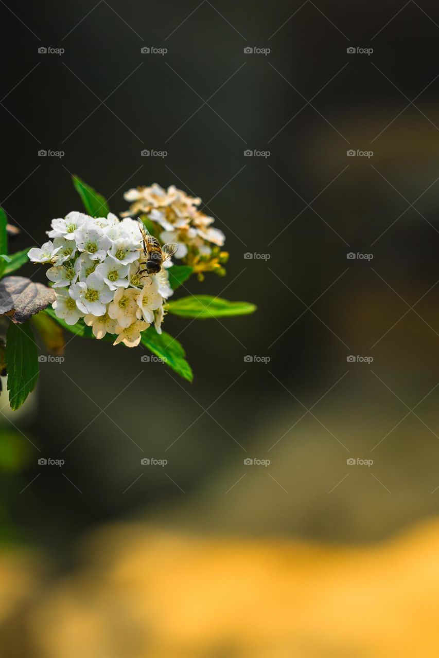 Honeybee collecting sweet nectar out of tiny flowers.