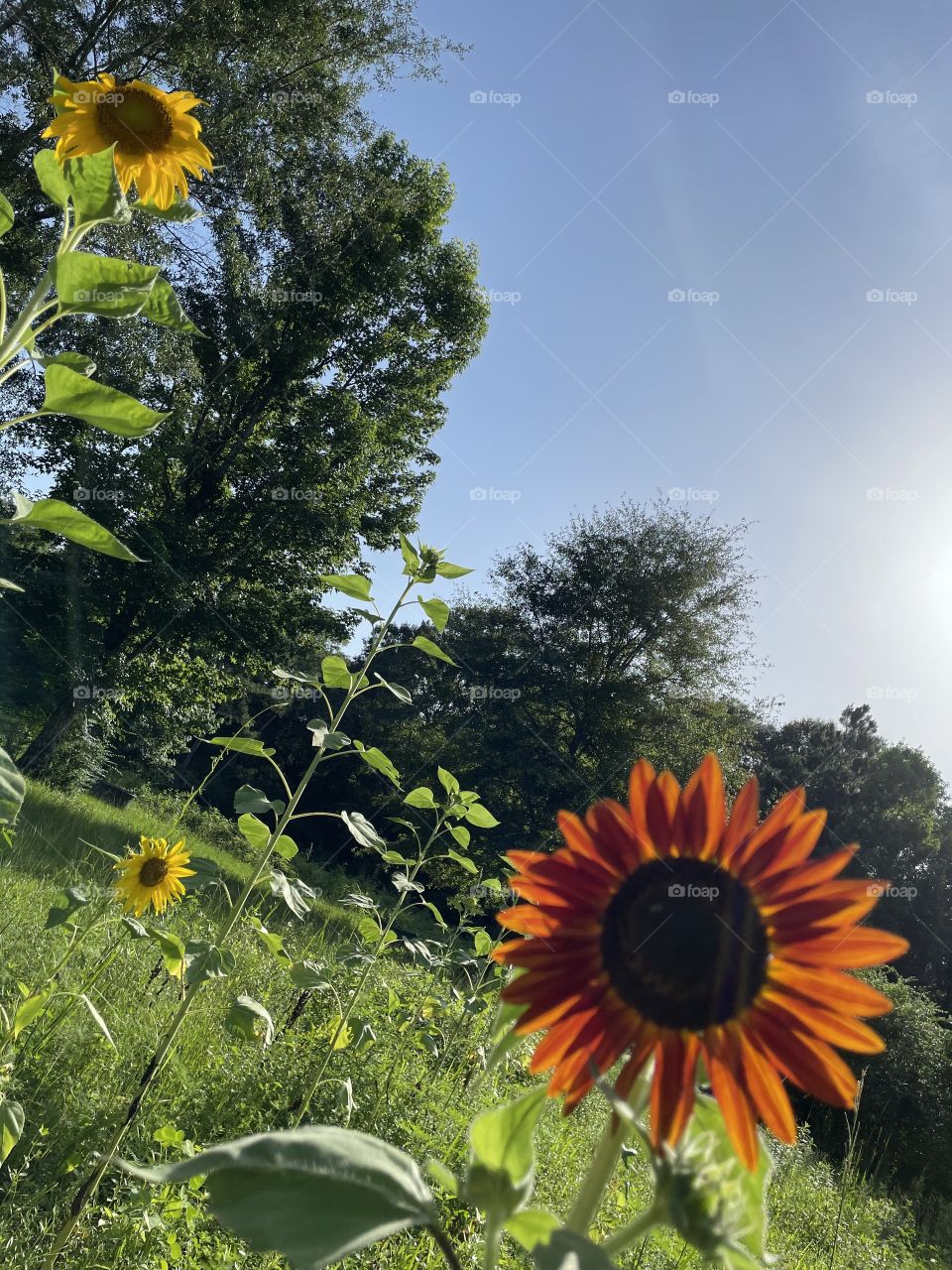 Beautiful sun flowers 