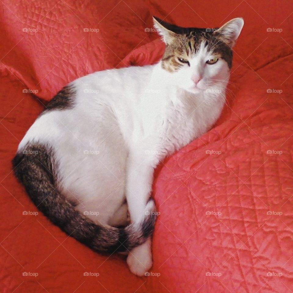 Cat lays on a red blanket and stares at the camera with tail wrapped around him.
Red color.