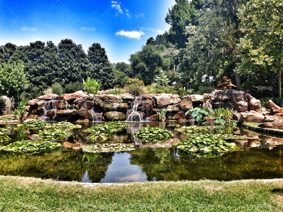 Pond life. Pond with lily pads