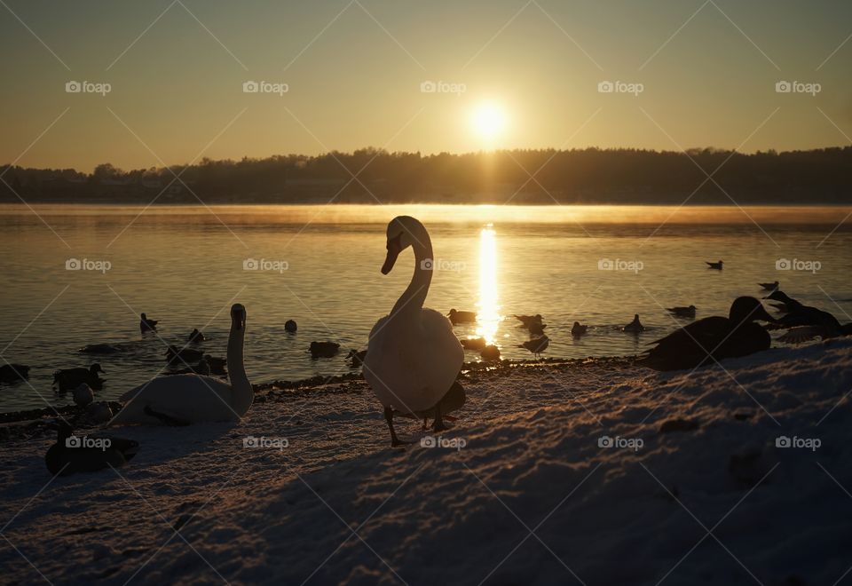 Swan at sunset