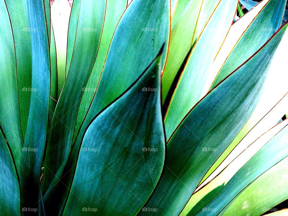 Sharp Green leafs