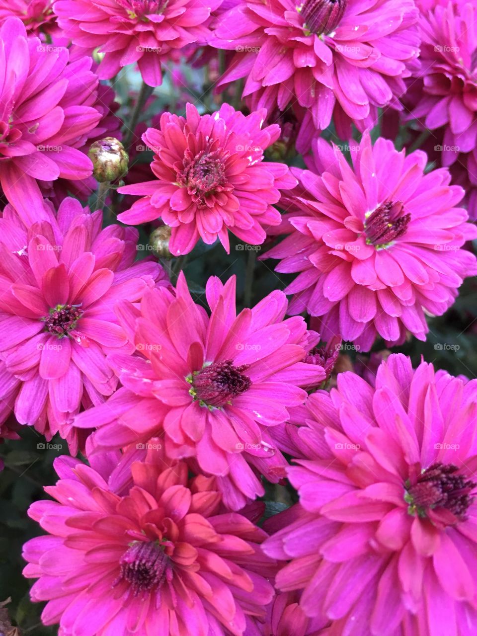 Burgundy asters that always look pink 