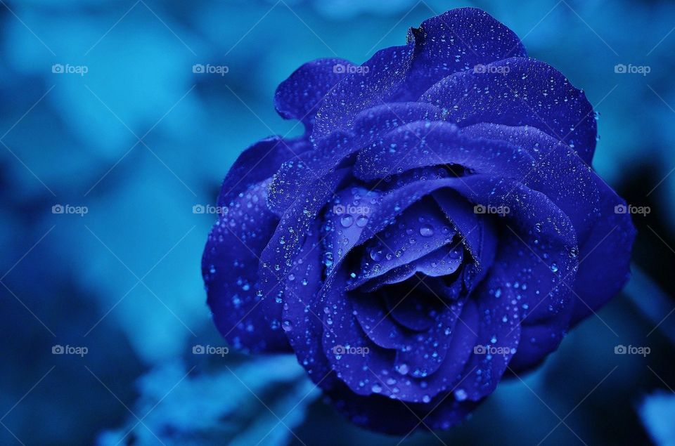 beautiful blue flowers picture