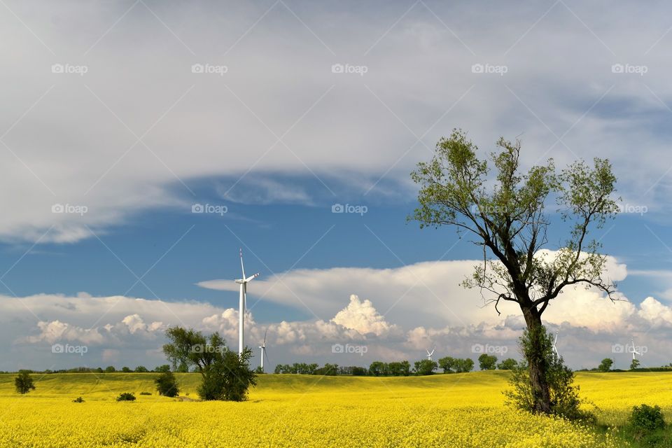 Wind power plant in a field of blooming yellow rape on a background of blue sky and white clouds