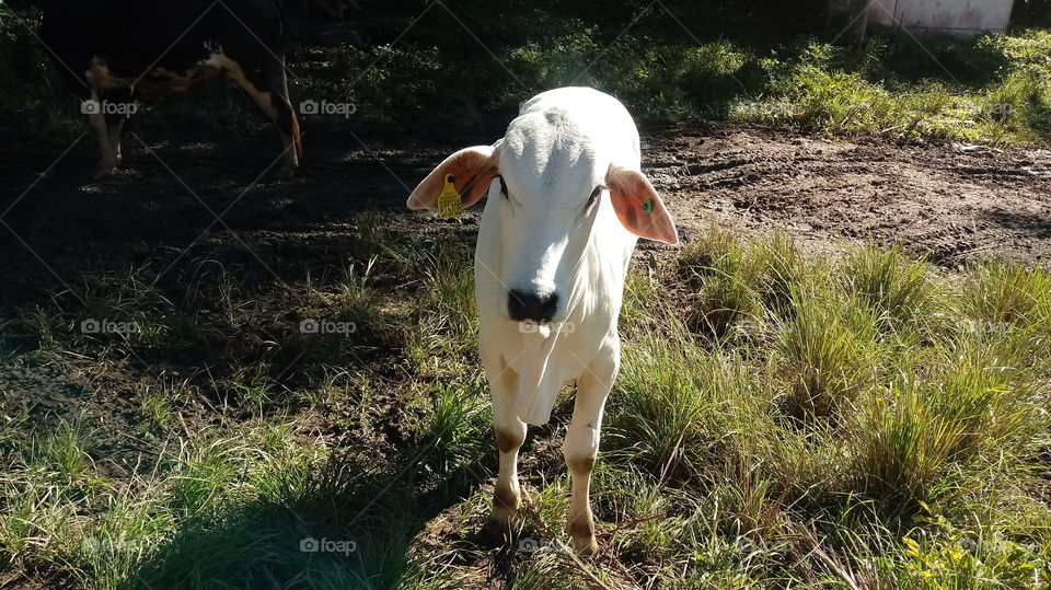 OX, COW, CALF, CATTLE, FLOCK, PASTURE, NATURE, ENVIRONMENT.