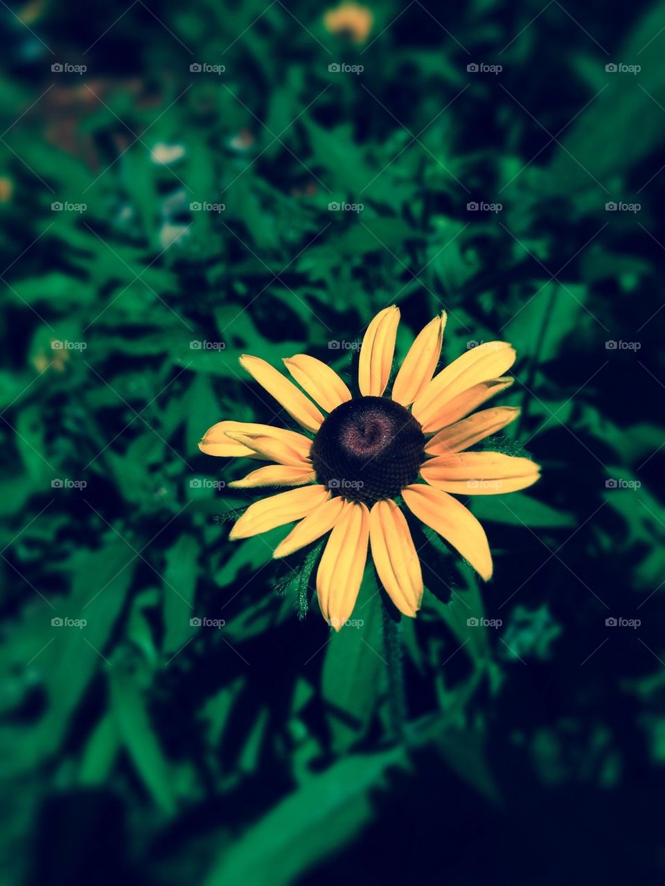 Brown Eyed Susan