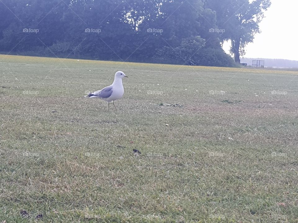 Gulls are seabirds in the Laridae family and the waders (Charadriiformes). 102 species have been named. They are generally medium to fairly large birds, usually gray or white, often with black markings on the head and beak.