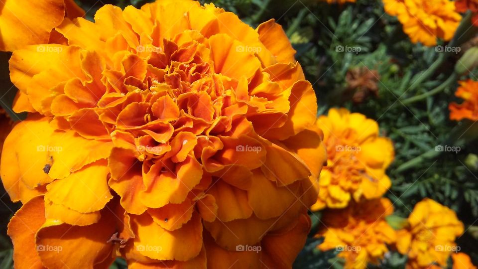 Flower of Orange