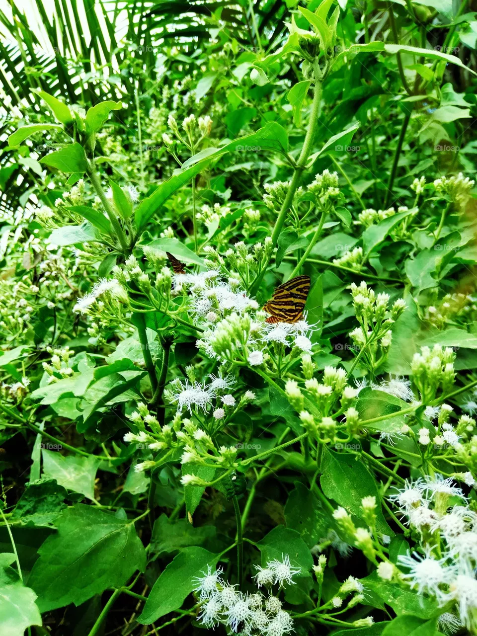 butterfly stay