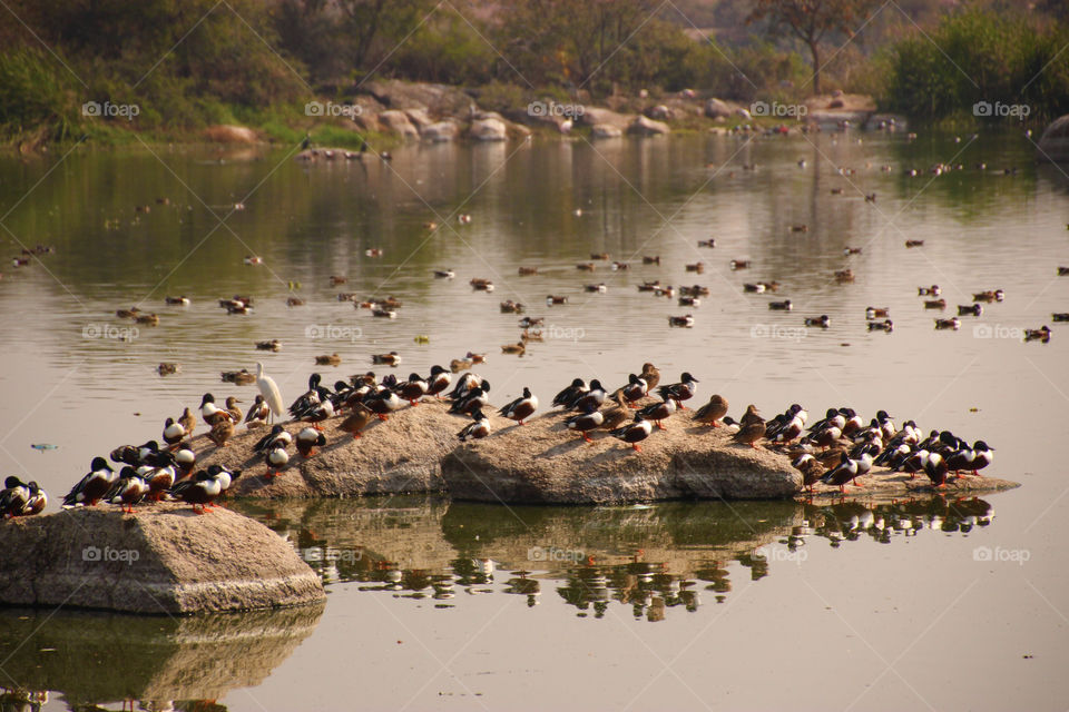 Lot of Birds at lake